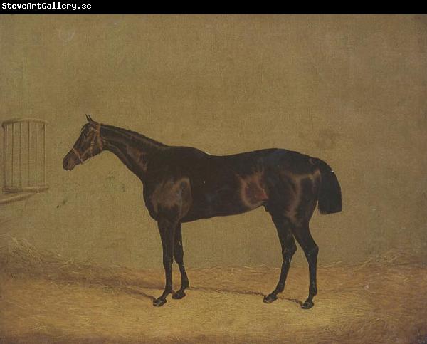 John Frederick Herring The Racehorse 'Mulatto' in A Stall